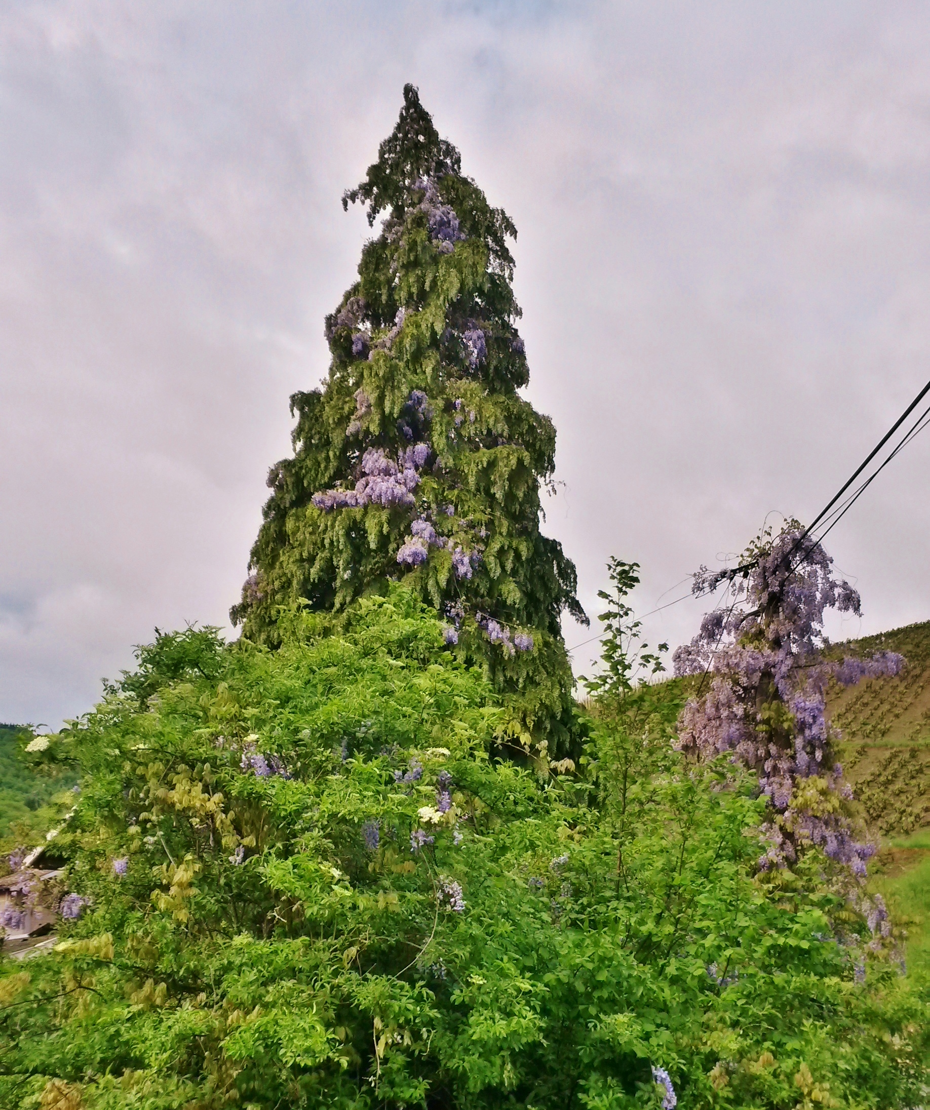 1.Glycine à L\\\'assaut Des Cimes