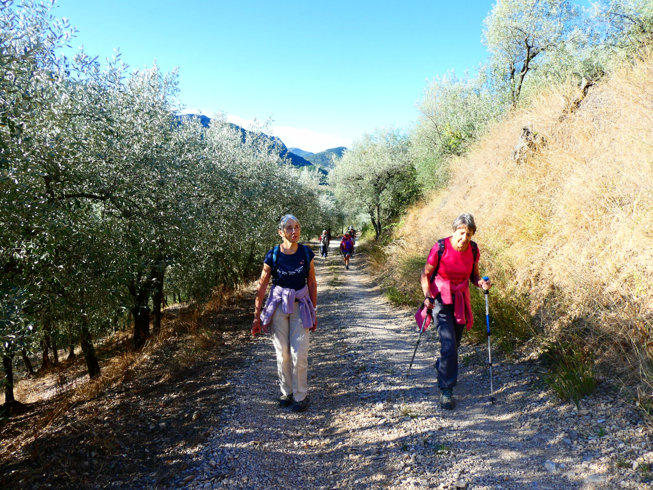 CHEMIN DANS LES OLIVIERS À SAHUNE