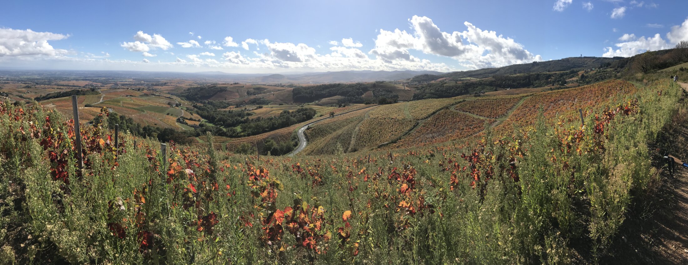 le vignoble de Chiroubles