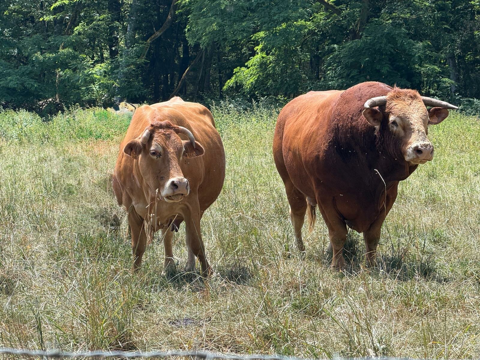 Cussac Limousin 2026-06-12 At 10.31.44 (12)