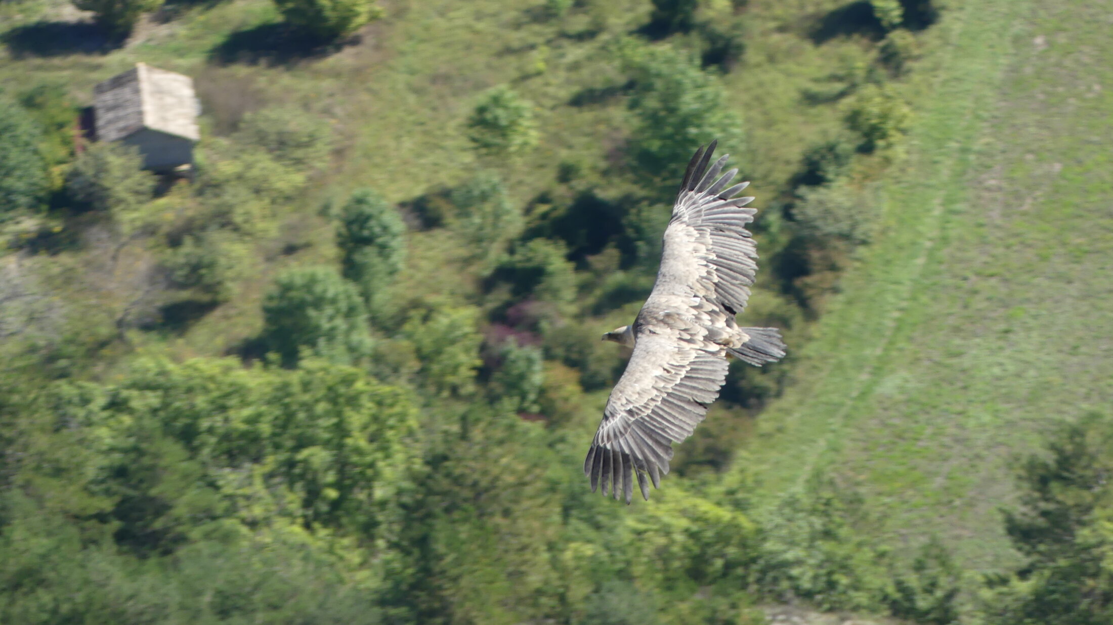 Vautour fauve (1)