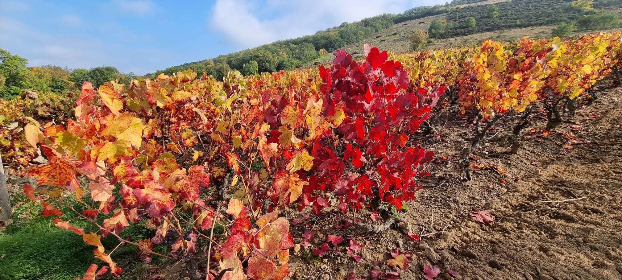 PHOTO-2025-10-16-18-03-49 (1)