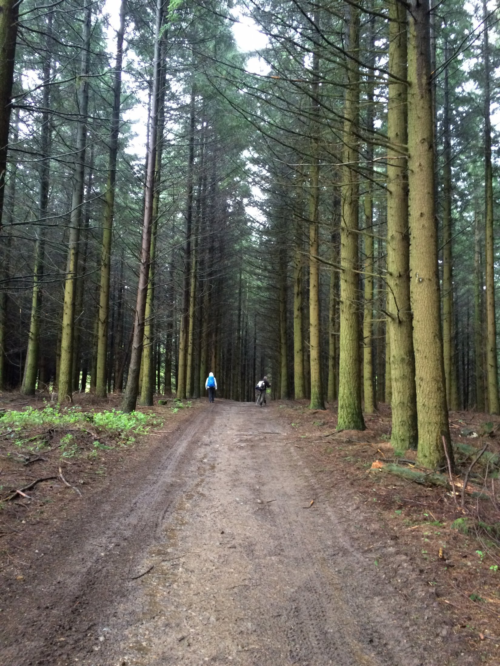 Solitude-des-grands-sapins