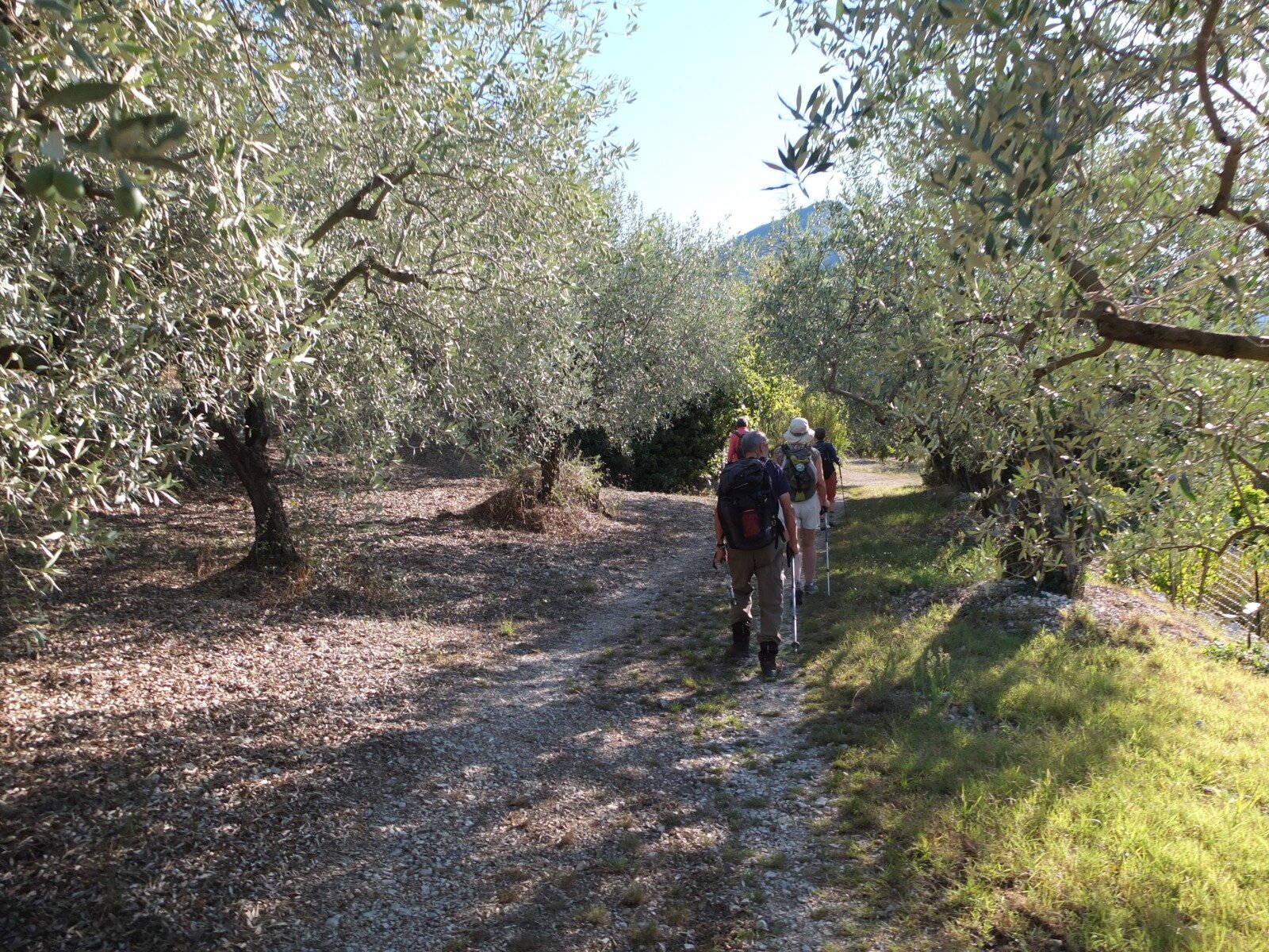 Descente vers Sahune au milieu des oliviers