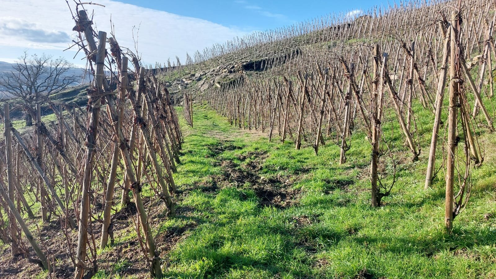 Seyssuel-Chateau-des-évêques6