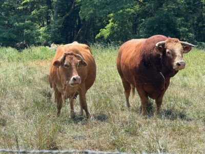 Cussac Limousin 2026-06-12 At 10.31.44 (12)