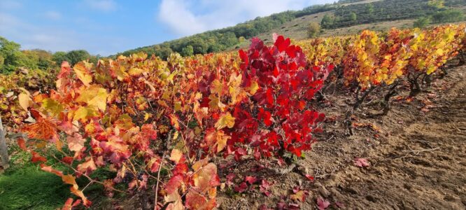 PHOTO-2025-10-16-18-03-49 (1)