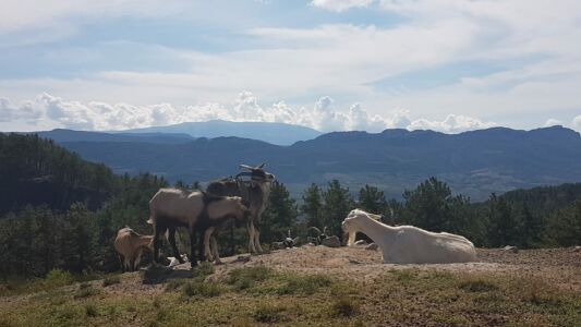 les Mollets aiguisés sur fond de Ventoux