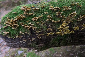 Echantillons de champignons